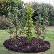 All thrive in uk conditions and crop better and better every year. Vertical Cordon Columnar Fruit Trees Suitable For Small Gardens