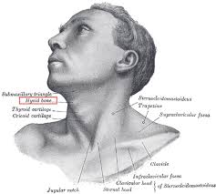 Image result for Hyoid Bone