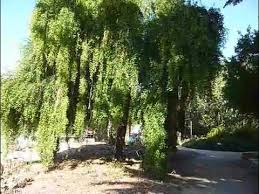 Image result for Maytenus