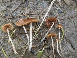 Un Jeune De 18 Ans Se Tue Apres Avoir Consomme Des Champignons Hallucinogenes Realites Biomedicales