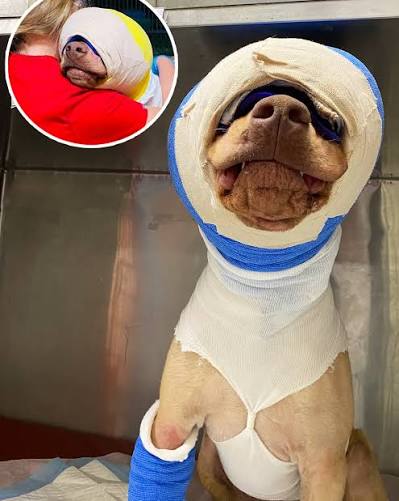 We - Poor Buddy was cruelly set on fire and strangled with an extension cord,  by a 12-year-old kid... Now, after a long road of recovery, he's finally  getting the happy ending
