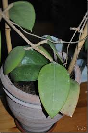 We did not find results for: Mias Hoyas Hoya Fusco Marginata Hoya Vitellina