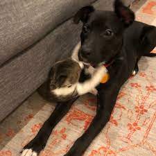 Text or call we are connecting happy and healthy little puppies with loving families is our priority. Adopt A Puppy Near Atlanta Ga Get Your Pet