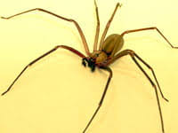 This is a picture of the entrance to the basement apartment of my house, where my tenant resides. How To Prevent Brown Recluse Spiders In Your Apartment