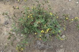 Image result for Stylosanthes