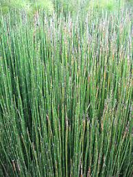It is evergreen, with black banded leaves, giving a very architectural effect. Equisetum Wikipedia