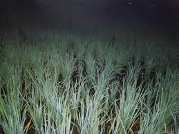 Pemandangan sawah padi di kampung pemandanganoce sumber pemandanganoce.blogspot.com. Pemandangan Padi Pada Malam Hari Steemit