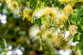 Image result for Albizia forbesii