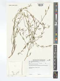 Image result for Pogonospermum attenuifolium