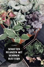 Blattschonheiten Und Etwas Grun Zum Aufessen Tipps Fur Den Schattenbalkon Gartenblog Hauptstadtgarten Schattenpflanzen Gemuseanbau In Kubeln Pflanzen Schatten