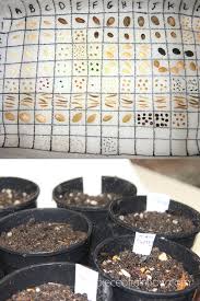 How to grow herbs in pots from seed. Germinate Seeds 3x Faster What Not To Do A Piece Of Rainbow