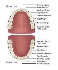 Image result for Dentition