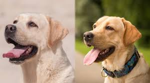 Maybe you would like to learn more about one of these? English Labrador Vs American Labrador What S The Difference