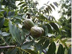 Image result for Carya illinoinensis