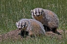 All Newest Pixdaus North American Animals Animals Wild Animal Pictures