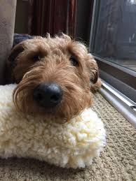 The purpose of the airedale terrier club of scotland is to promote the health, welfare and knowledge of the breed in scotland. Airedale Puppies For Sale Scotland The Y Guide