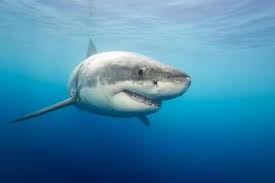 Image result for GREAT: