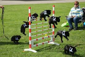 How high can your bunny jump? Pin On Rabbits