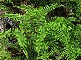 Image result for Gleicheniaceae