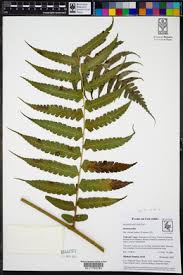 Image result for Blotiella bouxiniana