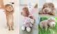 Mini Bear Coat Shar Pei For Sale