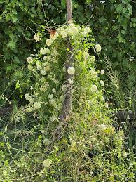 Image result for Marsdenia cynanchoides