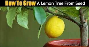 How To Grow A Lemon Tree From Seed Lemon Tree From Seed How To Grow Lemon Lemon Tree