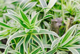 Les premières fleurs sont femelles, avant de laisser place aux mâles. Dracaena Plante D Interieur Gamm Vert