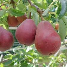 Flowering pear trees for sale. Flowering Ornamental Pear Trees Pyrus Ornamental Trees Ltd