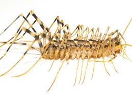 Most often you can where can you encounter a regular centipede? House Centipedes Facts Photos Information