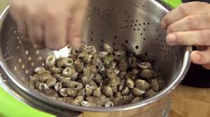 Kết quả hình ảnh cho ốc biển