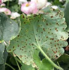 They are useful in the north along pathways which are salted in winter or for people gardening in coastal regions. Nmsu Plant Clinic Featured Diagnosis Heuchera Rust