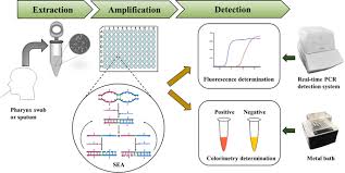 Rapid Diagnosis Of Mycoplasma Pneumonia Infection By Denaturation Bubble Mediated Strand Exchange Amplification Comparison With Lamp And Real Time Pcr Scientific Reports X Mol