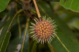 Image result for Breonadia