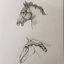 Just A Quick Sketch Of One Of Leonardo Da Vinci S Drawings And I Tried To Draw It S Skull Went To A Shop Today To Ge Da Vinci Drawings Horse Art Horse