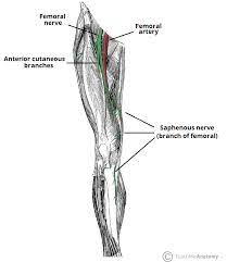 The anatomical regions (shown) compartmentalize the human body. Nerves Of The Lower Limb Teachmeanatomy