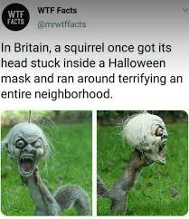 Pin By Juan Sebastian Ramirez Sosa On Memeshot Really Funny Memes Funny Relatable Memes Funny Animal Memes