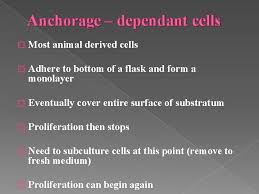 Storage of food, water and removes waste and toxic materials. Introduction To Animal Cell Culture Introduction Cell Culture