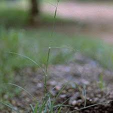 Image result for Chloris pilosa