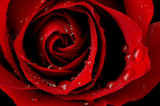 Dark Red Rose – elegant wall mural – Photowall