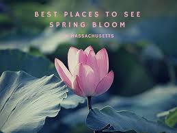 And some days are just too cold for the bees to forage. Best Place To See Spring Bloom In Massachusetts Massdrive Blog