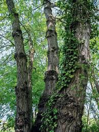 Plant them in the wrong place and they just aren't happy. The Black Poplar Populus Nigra Waldwissen Net