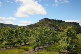 Pear Orchard In Southern Oregon With Lower Table Rock In The Background Ad Southern Orchard Pear Orego In 2020 Medford Oregon Oregon Waterfalls Oregon Life