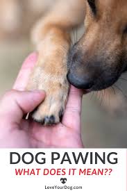 Why Is My Dog Pawing At Me 10 Reasons They Want Your Attention In 2020 Dogs Dog Communication Dog Paws