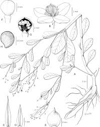 Image result for Talinum fruticosum