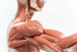 What Is Rhabdomyolysis Symptoms Treatment Recovery Causes Picture