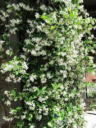 Climbing Plants Plants Climbing Plants Outdoor Plants