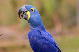 Blue macaw restaurant