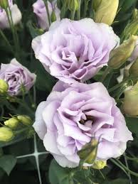 Lisianthus Echo Lavender Flowers Bloom Lisianthus