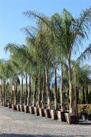 Image result for Cocos